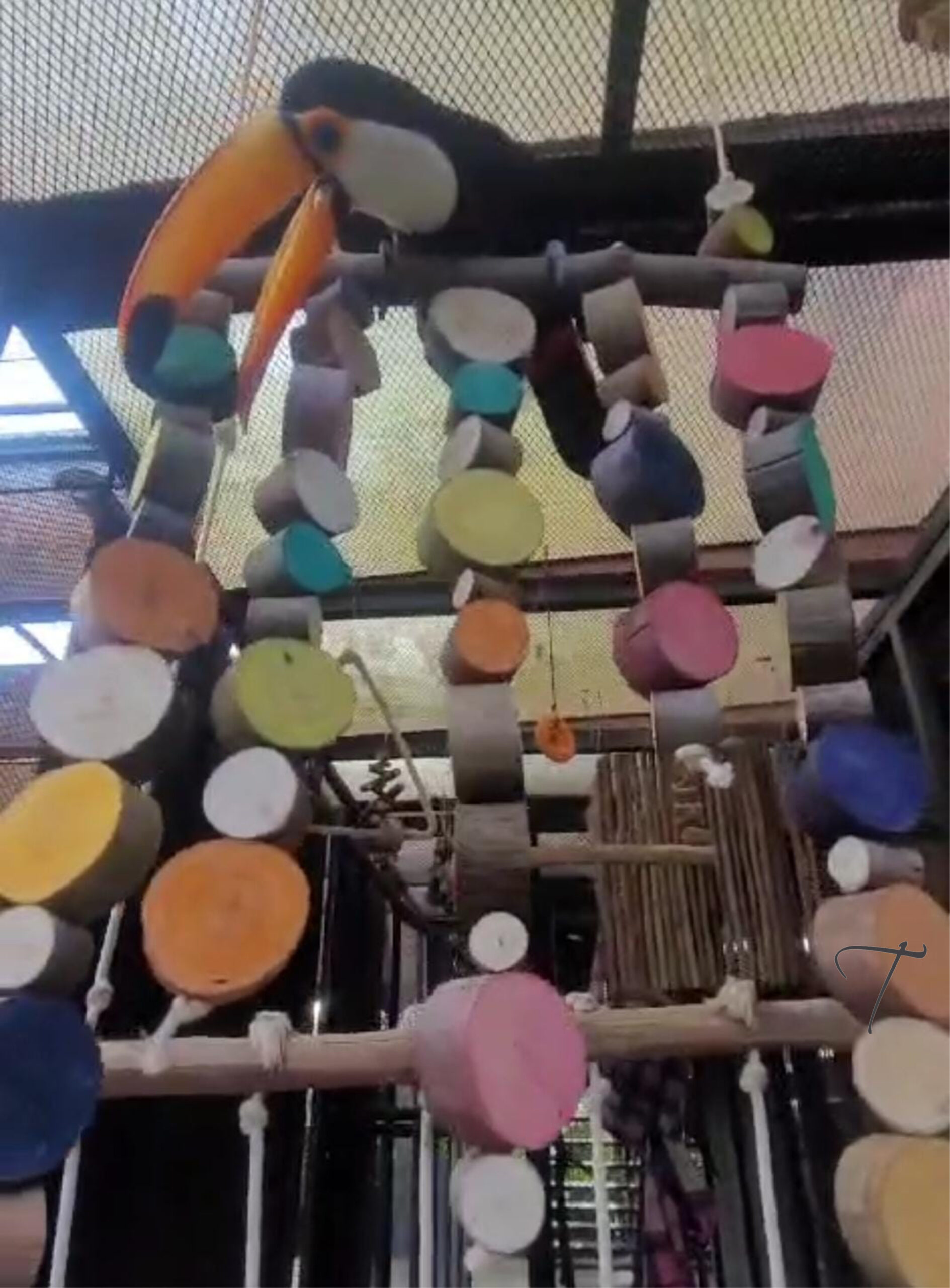 Coleção orgânica mais madeira - Imagem 5